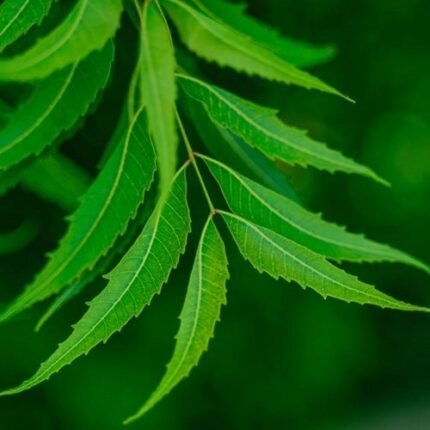 Premium Neem (Azadirachta Indica)  Extract